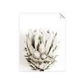 Picture of Soft Protea _GroupedProduct_Rectangle_Portrait_Photography _GroupedProduct_Rectangle_Portrait_Unframed_Print_Only_