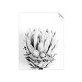 Picture of Soft Protea _GroupedProduct_Rectangle_Portrait_Photography _GroupedProduct_Rectangle_Portrait_Unframed_Print_Only_