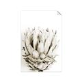 Picture of Soft Protea _GroupedProduct_Rectangle_Portrait_Photography _GroupedProduct_Rectangle_Portrait_Unframed_Print_Only_