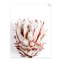 Picture of Soft Protea _GroupedProduct_Rectangle_Portrait_Photography _GroupedProduct_Rectangle_Portrait_Unframed_Print_Only_