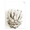 Picture of Soft Protea _GroupedProduct_Rectangle_Portrait_Photography _GroupedProduct_Rectangle_Portrait_Unframed_Print_Only_