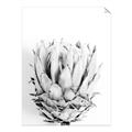 Picture of Soft Protea _GroupedProduct_Rectangle_Portrait_Photography _GroupedProduct_Rectangle_Portrait_Unframed_Print_Only_