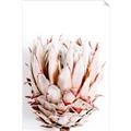 Picture of Soft Protea _GroupedProduct_Rectangle_Portrait_Photography _GroupedProduct_Rectangle_Portrait_Unframed_Print_Only_