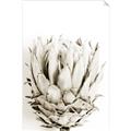 Picture of Soft Protea _GroupedProduct_Rectangle_Portrait_Photography _GroupedProduct_Rectangle_Portrait_Unframed_Print_Only_