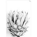 Picture of Soft Protea _GroupedProduct_Rectangle_Portrait_Photography _GroupedProduct_Rectangle_Portrait_Unframed_Print_Only_