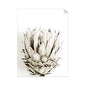 Picture of Soft Protea _GroupedProduct_Rectangle_Portrait_Photography _GroupedProduct_Rectangle_Portrait_Unframed_Print_Only_