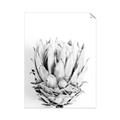 Picture of Soft Protea _GroupedProduct_Rectangle_Portrait_Photography _GroupedProduct_Rectangle_Portrait_Unframed_Print_Only_