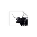 Picture of Spotted Bull  _GroupedProduct_Rectangle_Landscape_Photography _GroupedProduct_Rectangle_Landscape_Unframed_Print_Only_