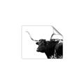 Picture of Spotted Bull  _GroupedProduct_Rectangle_Landscape_Photography _GroupedProduct_Rectangle_Landscape_Unframed_Print_Only_