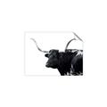 Picture of Spotted Bull  _GroupedProduct_Rectangle_Landscape_Photography _GroupedProduct_Rectangle_Landscape_Unframed_Print_Only_