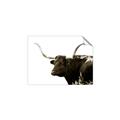 Picture of Spotted Bull  _GroupedProduct_Rectangle_Landscape_Photography _GroupedProduct_Rectangle_Landscape_Unframed_Print_Only_