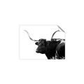 Picture of Spotted Bull  _GroupedProduct_Rectangle_Landscape_Photography _GroupedProduct_Rectangle_Landscape_Unframed_Print_Only_