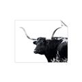 Picture of Spotted Bull  _GroupedProduct_Rectangle_Landscape_Photography _GroupedProduct_Rectangle_Landscape_Unframed_Print_Only_