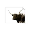 Picture of Spotted Bull  _GroupedProduct_Rectangle_Landscape_Photography _GroupedProduct_Rectangle_Landscape_Unframed_Print_Only_