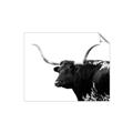 Picture of Spotted Bull  _GroupedProduct_Rectangle_Landscape_Photography _GroupedProduct_Rectangle_Landscape_Unframed_Print_Only_