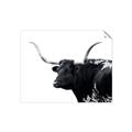 Picture of Spotted Bull  _GroupedProduct_Rectangle_Landscape_Photography _GroupedProduct_Rectangle_Landscape_Unframed_Print_Only_