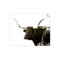 Picture of Spotted Bull  _GroupedProduct_Rectangle_Landscape_Photography _GroupedProduct_Rectangle_Landscape_Unframed_Print_Only_