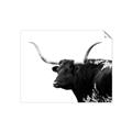 Picture of Spotted Bull  _GroupedProduct_Rectangle_Landscape_Photography _GroupedProduct_Rectangle_Landscape_Unframed_Print_Only_