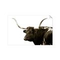 Picture of Spotted Bull  _GroupedProduct_Rectangle_Landscape_Photography _GroupedProduct_Rectangle_Landscape_Unframed_Print_Only_