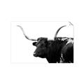 Picture of Spotted Bull  _GroupedProduct_Rectangle_Landscape_Photography _GroupedProduct_Rectangle_Landscape_Unframed_Print_Only_