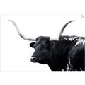Picture of Spotted Bull  _GroupedProduct_Rectangle_Landscape_Photography _GroupedProduct_Rectangle_Landscape_Unframed_Print_Only_
