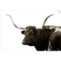 Picture of Spotted Bull  _GroupedProduct_Rectangle_Landscape_Photography _GroupedProduct_Rectangle_Landscape_Unframed_Print_Only_