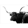 Picture of Spotted Bull  _GroupedProduct_Rectangle_Landscape_Photography _GroupedProduct_Rectangle_Landscape_Unframed_Print_Only_