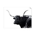 Picture of Spotted Bull  _GroupedProduct_Rectangle_Landscape_Photography _GroupedProduct_Rectangle_Landscape_Unframed_Print_Only_