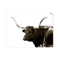 Picture of Spotted Bull  _GroupedProduct_Rectangle_Landscape_Photography _GroupedProduct_Rectangle_Landscape_Unframed_Print_Only_