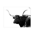 Picture of Spotted Bull  _GroupedProduct_Rectangle_Landscape_Photography _GroupedProduct_Rectangle_Landscape_Unframed_Print_Only_