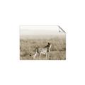 Picture of Spotted in the Savanna  _GroupedProduct_Rectangle_Landscape_Photography _GroupedProduct_Rectangle_Landscape_Unframed_Print_Only_