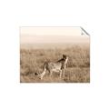Picture of Spotted in the Savanna  _GroupedProduct_Rectangle_Landscape_Photography _GroupedProduct_Rectangle_Landscape_Unframed_Print_Only_