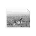 Picture of Spotted in the Savanna  _GroupedProduct_Rectangle_Landscape_Photography _GroupedProduct_Rectangle_Landscape_Unframed_Print_Only_