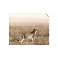 Picture of Spotted in the Savanna  _GroupedProduct_Rectangle_Landscape_Photography _GroupedProduct_Rectangle_Landscape_Unframed_Print_Only_