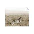 Picture of Spotted in the Savanna  _GroupedProduct_Rectangle_Landscape_Photography _GroupedProduct_Rectangle_Landscape_Unframed_Print_Only_
