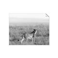 Picture of Spotted in the Savanna  _GroupedProduct_Rectangle_Landscape_Photography _GroupedProduct_Rectangle_Landscape_Unframed_Print_Only_