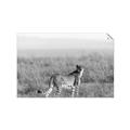 Picture of Spotted in the Savanna  _GroupedProduct_Rectangle_Landscape_Photography _GroupedProduct_Rectangle_Landscape_Unframed_Print_Only_