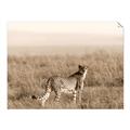 Picture of Spotted in the Savanna  _GroupedProduct_Rectangle_Landscape_Photography _GroupedProduct_Rectangle_Landscape_Unframed_Print_Only_