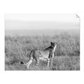 Picture of Spotted in the Savanna  _GroupedProduct_Rectangle_Landscape_Photography _GroupedProduct_Rectangle_Landscape_Unframed_Print_Only_