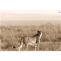 Picture of Spotted in the Savanna  _GroupedProduct_Rectangle_Landscape_Photography _GroupedProduct_Rectangle_Landscape_Unframed_Print_Only_