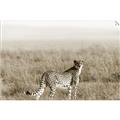 Picture of Spotted in the Savanna  _GroupedProduct_Rectangle_Landscape_Photography _GroupedProduct_Rectangle_Landscape_Unframed_Print_Only_