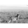 Picture of Spotted in the Savanna  _GroupedProduct_Rectangle_Landscape_Photography _GroupedProduct_Rectangle_Landscape_Unframed_Print_Only_
