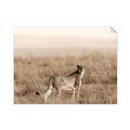 Picture of Spotted in the Savanna  _GroupedProduct_Rectangle_Landscape_Photography _GroupedProduct_Rectangle_Landscape_Unframed_Print_Only_