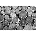 Picture of Stacked Logs _GroupedProduct_Rectangle_Landscape_Photography _GroupedProduct_Rectangle_Landscape_Unframed_Print_Only_