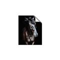 Picture of Stallion _GroupedProduct_Rectangle_Portrait_Photography _GroupedProduct_Rectangle_Portrait_Unframed_Print_Only_