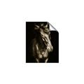 Picture of Stallion _GroupedProduct_Rectangle_Portrait_Photography _GroupedProduct_Rectangle_Portrait_Unframed_Print_Only_