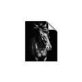 Picture of Stallion _GroupedProduct_Rectangle_Portrait_Photography _GroupedProduct_Rectangle_Portrait_Unframed_Print_Only_