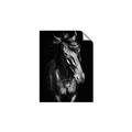 Picture of Stallion _GroupedProduct_Rectangle_Portrait_Photography _GroupedProduct_Rectangle_Portrait_Unframed_Print_Only_