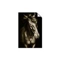 Picture of Stallion _GroupedProduct_Rectangle_Portrait_Photography _GroupedProduct_Rectangle_Portrait_Unframed_Print_Only_