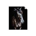 Picture of Stallion _GroupedProduct_Rectangle_Portrait_Photography _GroupedProduct_Rectangle_Portrait_Unframed_Print_Only_